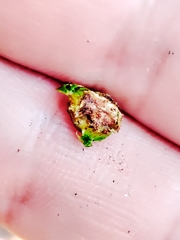 Plagiotrochus australis