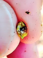 Plagiotrochus australis