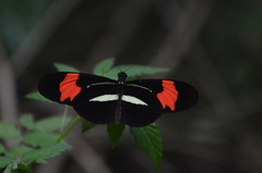 Heliconius erato phyllis