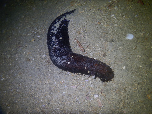 Holothuria fuscorubra