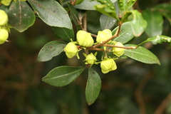 Acronychia suberosa