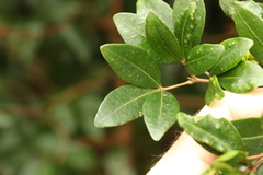Acronychia suberosa