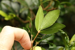 Acronychia suberosa