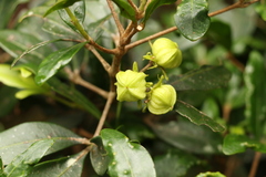 Acronychia suberosa
