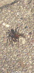 Liocranidae