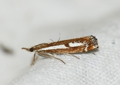 Catoptria corsicellus