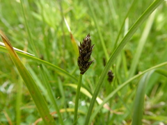 Carex gayana
