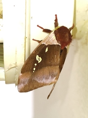 Dirphiopsis trisignata