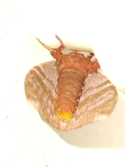 Dirphiopsis trisignata