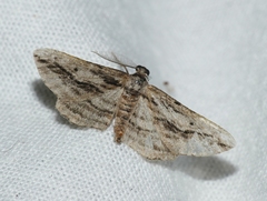 Ecleora solieraria