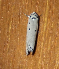 Ethmia heptasema