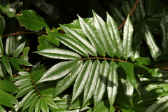Austrosteenisia glabristyla