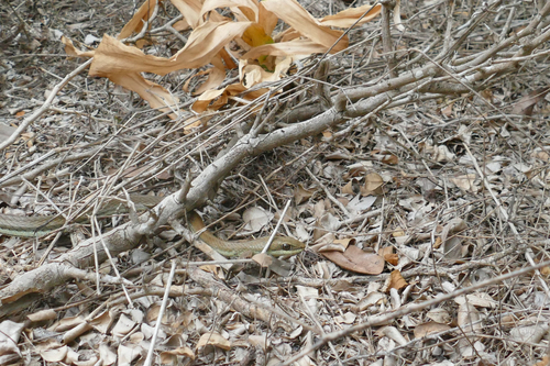 Eastern Stripe-bellied Sand Snake