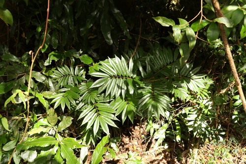 Image of Austrosteenisia glabristyla by (c) Greg Tasney, some rights reserved (CC BY-SA)