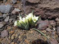 Sisyrinchieae