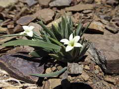 Sisyrinchieae