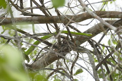 Dendroaspis angusticeps