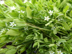 Stellaria arvalis