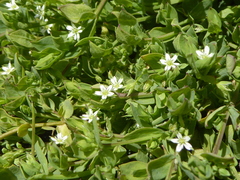 Stellaria arvalis