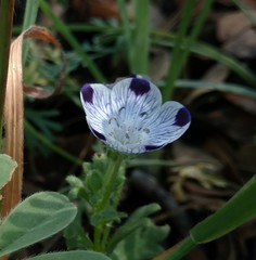 Nemophila maculata