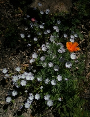 Nemophila maculata