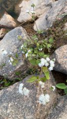 Ageratum conyzoides