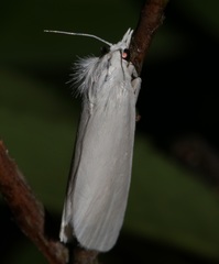 Scirpophaga