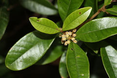 Mischocarpus ailae