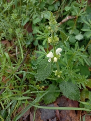 Lamium flexuosum