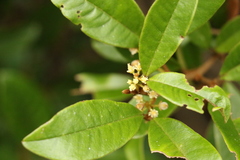 Mischocarpus ailae