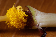 Typhonium roxburghii