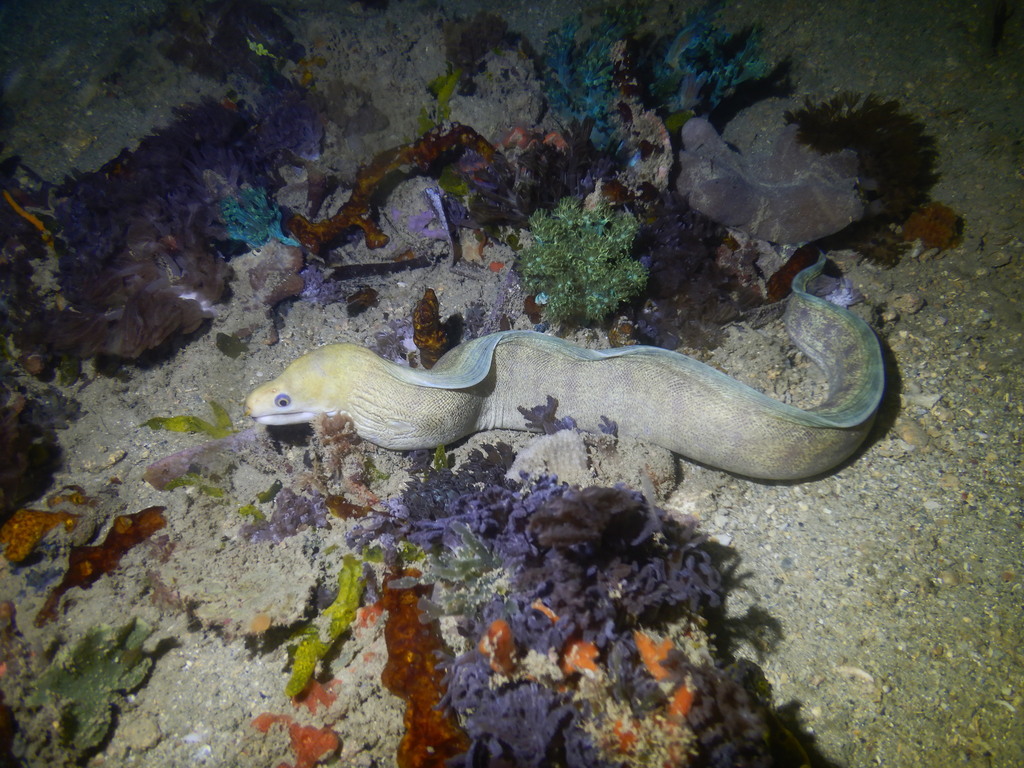 Fine-spotted moray (Echidna delicatula) — Muraenidae