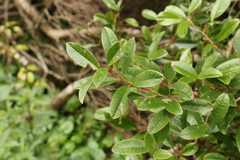 Mischocarpus ailae