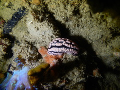 Phyllidiopsis gemmata