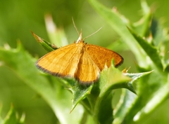 Idaea flaveolaria