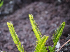 Nephrolepis abrupta