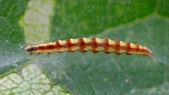 Swammerdamia pyrella