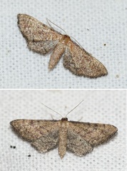 Idaea infirmaria