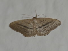 Idaea mediaria