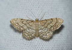 Idaea moniliata