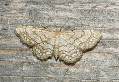 Idaea moniliata