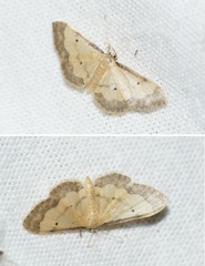 Idaea politaria