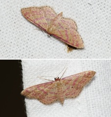 Idaea rhodogrammaria