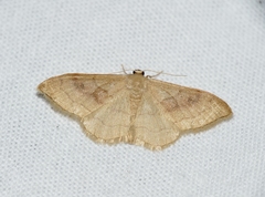 Idaea rubraria