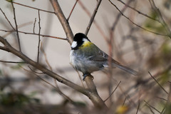 Parus minor