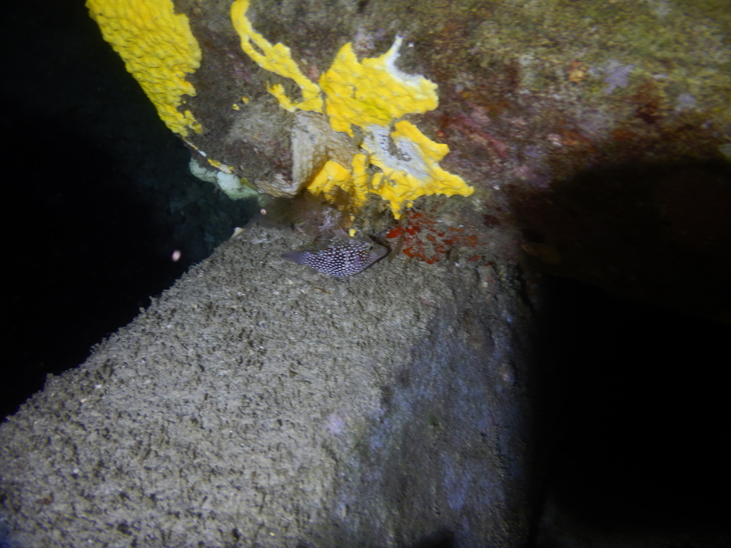 Spotted puffer