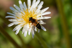 Helophilus eristaloidea