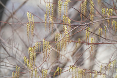 Stachyurus praecox