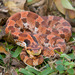 Hog-nosed Snakes - Photo (c) Greg Lasley, some rights reserved (CC BY-NC), uploaded by Greg Lasley