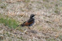 Turdus eunomus